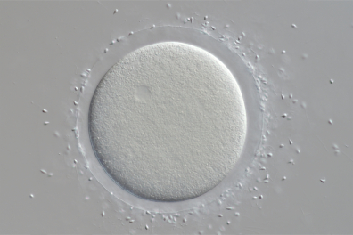 Cellule-oeuf d'Oursin (Sphaerechinus granularis) x150